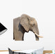 Elephant White