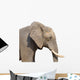 Elephant White