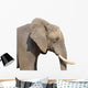 Elephant White