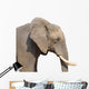 Elephant White