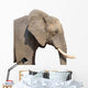 Elephant White