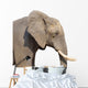 Elephant White