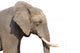 Elephant White