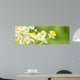 Chamomile Blossoms as Banner