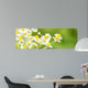 Chamomile Blossoms as Banner