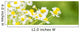 Chamomile Blossoms as Banner