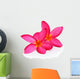 Tropical flowers frangipani (plumeria) isolated on white backgro Wall Decal
