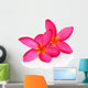 Tropical flowers frangipani (plumeria) isolated on white backgro Wall Decal