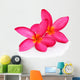 Tropical flowers frangipani (plumeria) isolated on white backgro Wall Decal