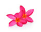 Tropical flowers frangipani (plumeria) isolated on white backgro Wall Decal