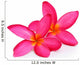 Tropical flowers frangipani (plumeria) isolated on white backgro Wall Decal