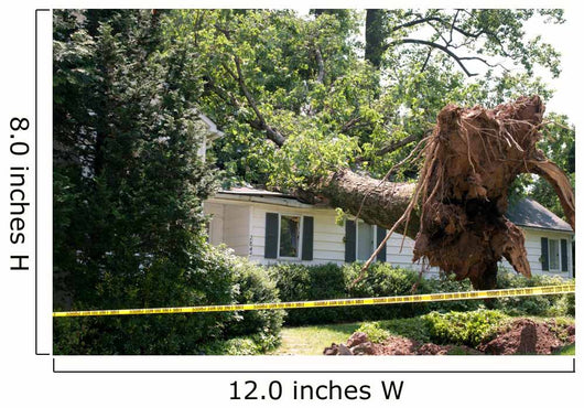 Uprooted Tree