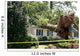 Uprooted Tree