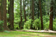 forest Wall Mural