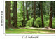 forest Wall Mural