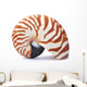 Nautilus Shell Wall Decal