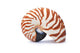 Nautilus Shell Wall Decal