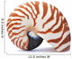 Nautilus Shell Wall Decal