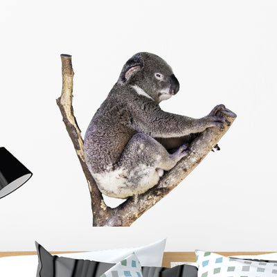 Cute Koala White shown on a wall