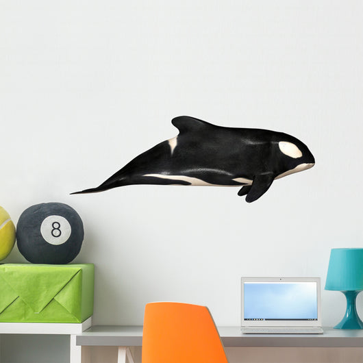 Illustration Orca White Wall Mural