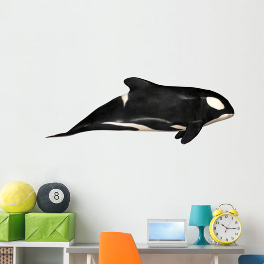 Illustration Orca White Wall Mural