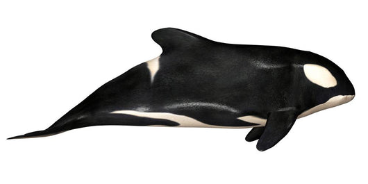 Illustration Orca White Wall Mural