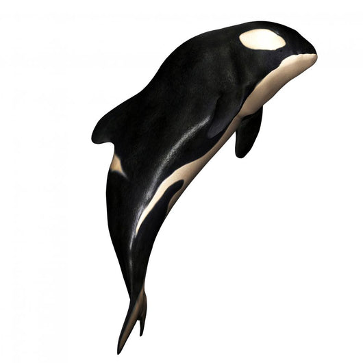 N Orca White