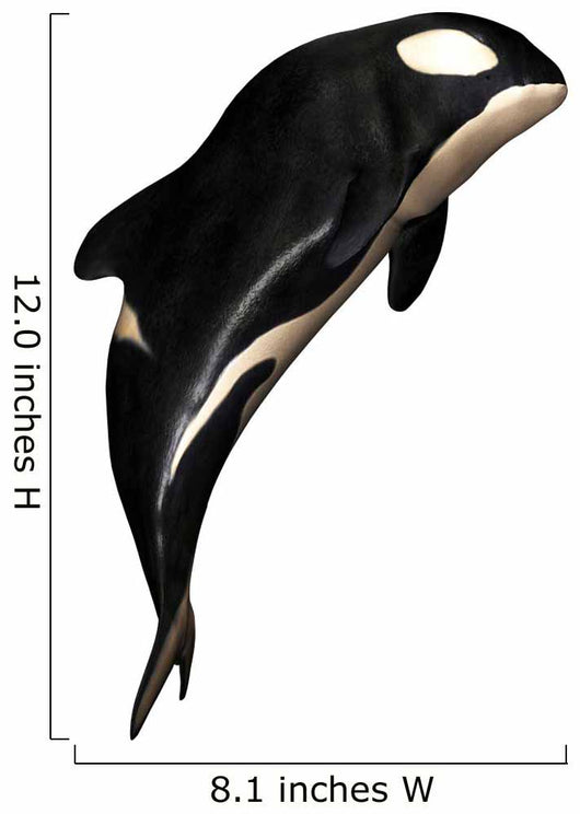 N Orca White