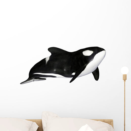 Illustration Orca White Wall Mural