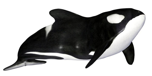 Illustration Orca White Wall Mural