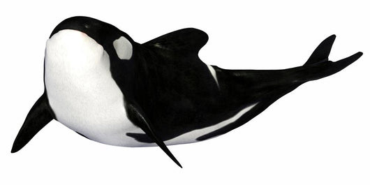 Illustration Orca White Wall Mural