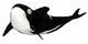 Illustration Orca White Wall Mural