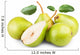 fruity pears Wall Decal