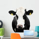 Funny Cow Isolated on a White Background Wall Decal