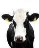 Funny Cow Isolated on a White Background Wall Decal