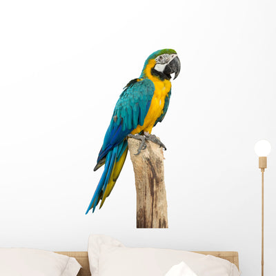 Beautyful Macaw Bird White shown on a wall