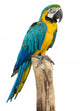 Beautyful Macaw Bird White