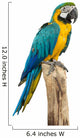 Beautyful Macaw Bird White