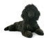 Puppy Poodle Wall Decal