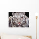 White Tiger Wall Mural