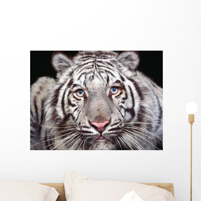 White Tiger Wall Mural shown on a wall