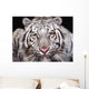 White Tiger Wall Mural