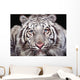 White Tiger Wall Mural