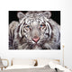 White Tiger Wall Mural