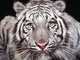 White Tiger Wall Mural