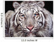 White Tiger Wall Mural
