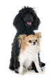 Puppy Poodle and Chihuahua Wall Decal
