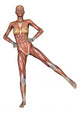 Female Anatomy Figure Wall Decal