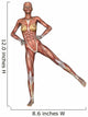 Female Anatomy Figure Wall Decal