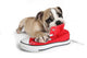 Cute Puppy with Red